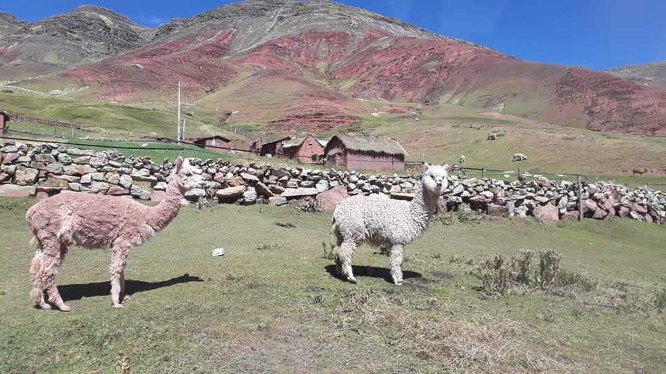 Vida no campo