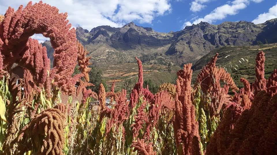 Cultivo de quinoa